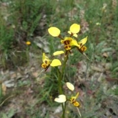 Diuris sulphurea at Tuggeranong DC, ACT - suppressed