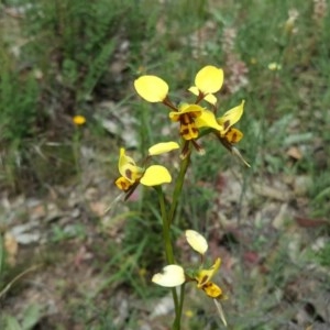 Diuris sulphurea at Tuggeranong DC, ACT - suppressed