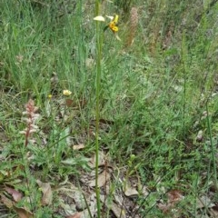 Diuris sulphurea at Tuggeranong DC, ACT - 29 Oct 2020