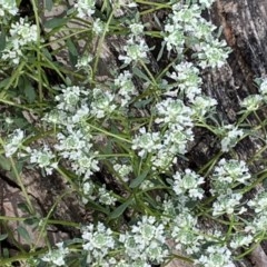 Poranthera microphylla (Small Poranthera) at Nanima, NSW - 30 Oct 2020 by 81mv