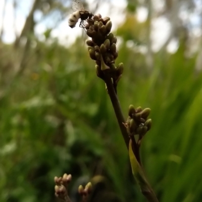 Entomophthora sp. (genus) (Puppeteer Fungus) at Carwoola, NSW - 29 Oct 2020 by Zoed