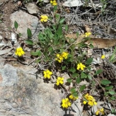 Goodenia hederacea (Ivy Goodenia) at Wanniassa Hill - 29 Oct 2020 by Mike