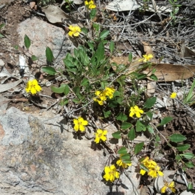 Goodenia hederacea (Ivy Goodenia) at Wanniassa Hill - 29 Oct 2020 by Mike