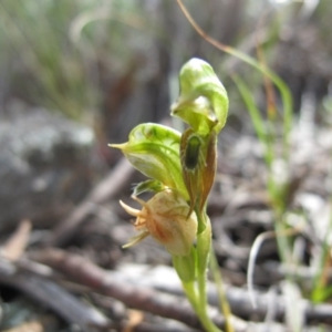 Oligochaetochilus aciculiformis at Theodore, ACT - 30 Oct 2020