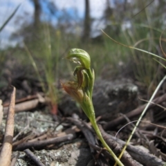 Oligochaetochilus aciculiformis at Theodore, ACT - 30 Oct 2020