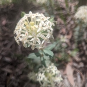 Pimelea linifolia at Lake George, NSW - 30 Oct 2020