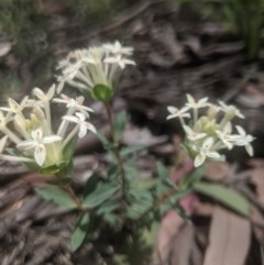 Pimelea linifolia at Lake George, NSW - 30 Oct 2020