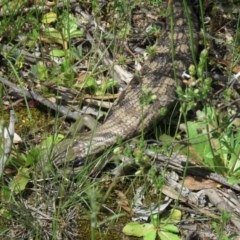 Tiliqua scincoides scincoides (Eastern Blue-tongue) at Isaacs Ridge - 30 Oct 2020 by SandraH