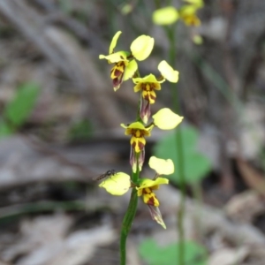 Diuris sulphurea at Isaacs Ridge - 30 Oct 2020