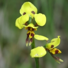 Diuris sulphurea at Isaacs Ridge - 30 Oct 2020