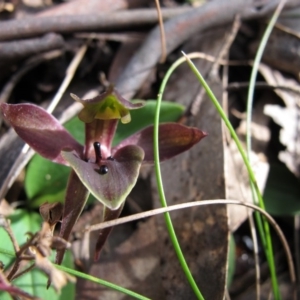 Chiloglottis valida at Jingera, NSW - suppressed