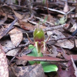 Chiloglottis valida at Jingera, NSW - suppressed