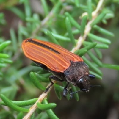 Castiarina erythroptera (Lycid Mimic Jewel Beetle) at Theodore, ACT - 30 Oct 2020 by owenh