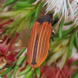 Castiarina erythroptera at Theodore, ACT - 30 Oct 2020