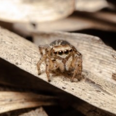 Maratus pavonis (Dunn's peacock spider) at ANBG - 30 Oct 2020 by Roger