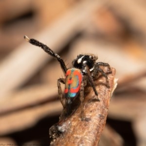 Maratus pavonis at Acton, ACT - 30 Oct 2020