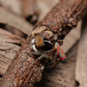 Maratus pavonis at Acton, ACT - 30 Oct 2020