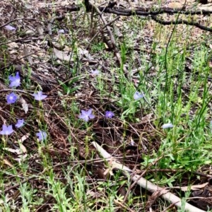 Wahlenbergia capillaris at Bruce, ACT - 29 Oct 2020