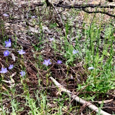 Wahlenbergia capillaris (Tufted Bluebell) at Bruce, ACT - 29 Oct 2020 by goyenjudy