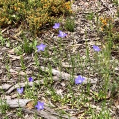 Wahlenbergia capillaris at Bruce, ACT - 29 Oct 2020