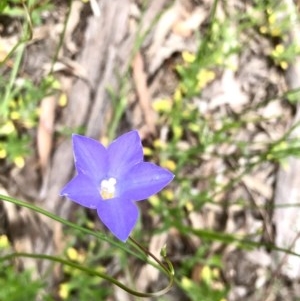 Wahlenbergia capillaris at Bruce, ACT - 29 Oct 2020