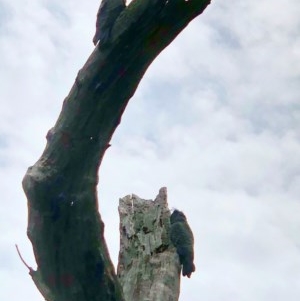 Callocephalon fimbriatum at Bruce, ACT - suppressed