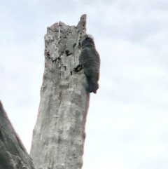 Callocephalon fimbriatum at Bruce, ACT - suppressed