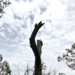 Callocephalon fimbriatum at Bruce, ACT - suppressed