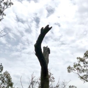 Callocephalon fimbriatum at Bruce, ACT - suppressed