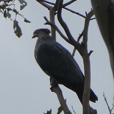 Lopholaimus antarcticus (Topknot Pigeon) at Black Range, NSW - 30 Oct 2020 by Steph H