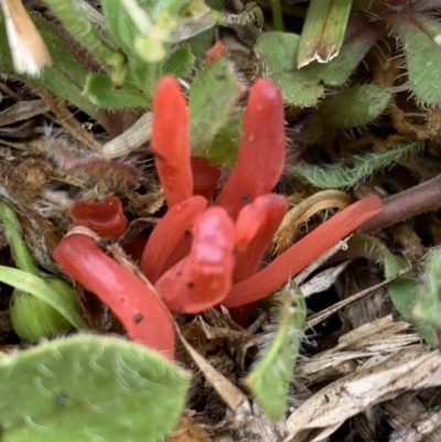 Clavulinopsis sulcata (A club fungi) at Black Range, NSW - 30 Oct 2020 by Steph H