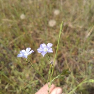 Linum marginale at Torrens, ACT - 30 Oct 2020