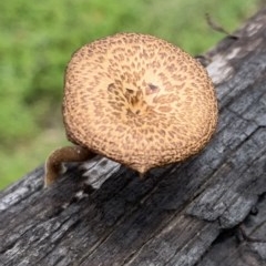 Lentinus arcularius (Fringed Polypore) at Black Range, NSW - 30 Oct 2020 by Steph H