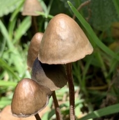 Unidentified Cup or disk - with no 'eggs' at Black Range, NSW - 30 Oct 2020 by Steph H