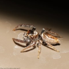 Opisthoncus sp. (genus) (Opisthoncus jumping spider) at Acton, ACT - 30 Oct 2020 by Roger