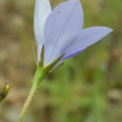 Wahlenbergia capillaris (Tufted Bluebell) at Wanniassa Hill - 29 Oct 2020 by Mike