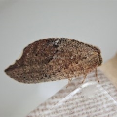 Drepanacra binocula at Cook, ACT - suppressed