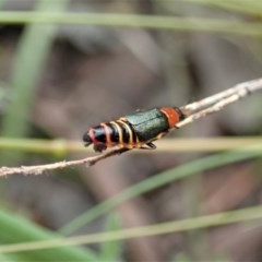 Carphurus sp. (genus) (Soft-winged flower beetle) at Cook, ACT - 28 Oct 2020 by CathB