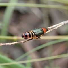 Carphurus sp. (genus) (Soft-winged flower beetle) at Cook, ACT - 27 Oct 2020 by CathB