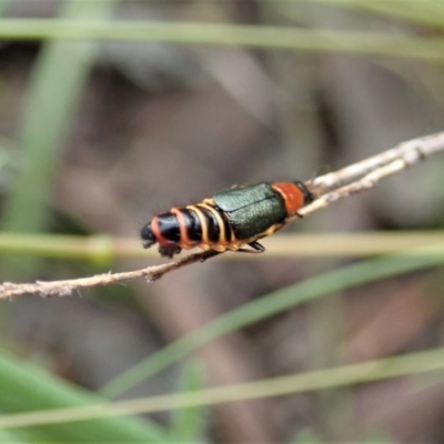 Carphurus sp. (genus) (Soft-winged flower beetle) at Cook, ACT - 28 Oct 2020 by CathB