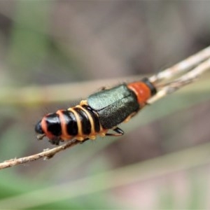 Carphurus sp. (genus) at Cook, ACT - 28 Oct 2020