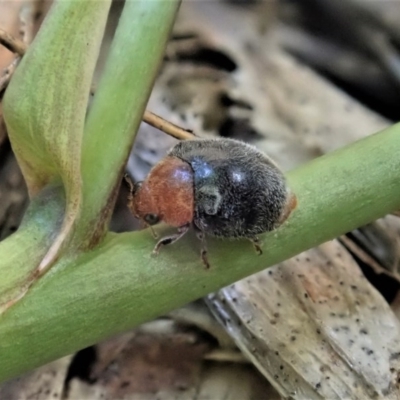 Cryptolaemus montrouzieri (Mealybug ladybird) at Cook, ACT - 28 Oct 2020 by CathB