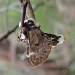 Genduara punctigera (Spotted Clear Winged Snout Moth) at Holt, ACT - 28 Oct 2020 by CathB