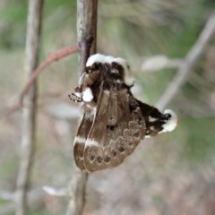 Genduara punctigera at Holt, ACT - 28 Oct 2020