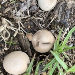 Unidentified Cup or disk - with no 'eggs' at Black Range, NSW - 30 Oct 2020 by Steph H