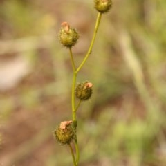 Drosera gunniana at Kambah, ACT - 29 Oct 2020