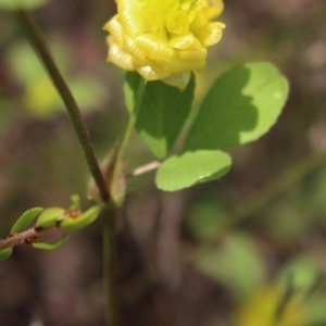 Trifolium campestre at Kambah, ACT - 28 Oct 2020 06:03 PM