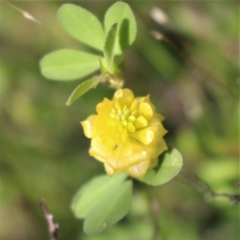 Trifolium campestre at Kambah, ACT - 28 Oct 2020 06:03 PM