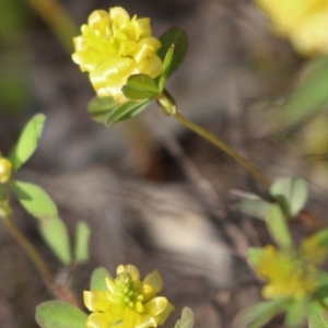 Trifolium campestre at Kambah, ACT - 28 Oct 2020 06:03 PM