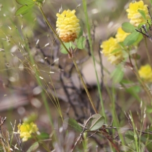 Trifolium campestre at Kambah, ACT - 28 Oct 2020 06:03 PM